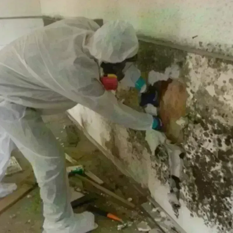 Mold Remediation and Removal in Las Palmas II, TX